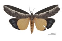 藏品(水仙瘤蛾)的圖片